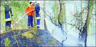 Bild (36
kByte): Waldbrand